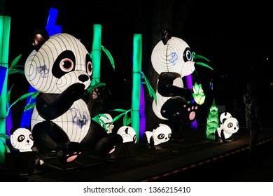 Chinese Lantern Festival. Family Of Pandas Eating Bamboo.