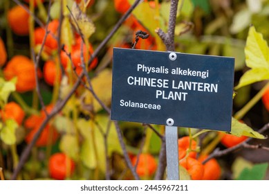 Chinese lantern flowers are known as bladder cherry flowers. The bright orange star-shaped papery flower has thin skin. There's a black metal name card with Physalis Alkekengi, Chinese Lantern in grey - Powered by Shutterstock