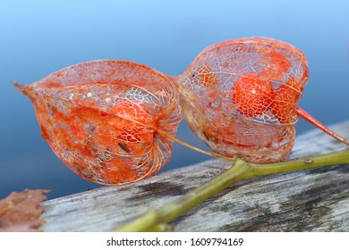 Chinese Lantern Physalis Alkekengi is a herbaceous perennial that belongs to the Solanaceae family.