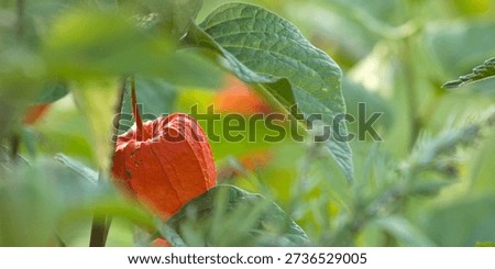 Chinese lantern, Physalis, Ground cherry, Physalis alkekengi. Ornamental garden plant.