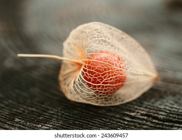 Chinese Lantern Plant