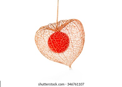 Chinese Lantern Plant