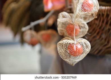 Chinese Lantern Plant