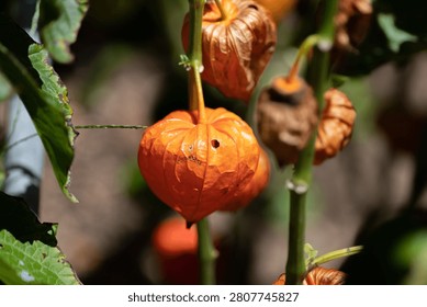 Chinese lantern plant fruit turning a vivid color under the summer sun.