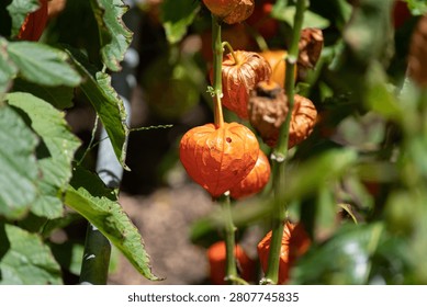 Chinese lantern plant fruit turning a vivid color under the summer sun.