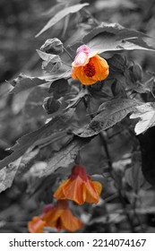 Chinese Lantern Tower Color Contrast 