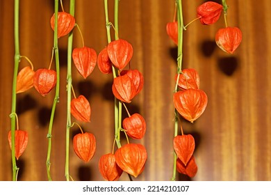 Chinese Lanterns Are Easy To Grow And Dry Out For Flower Arranging And Serve Well As Free Halloween Decorations, In A Cost Of Living Crisis.