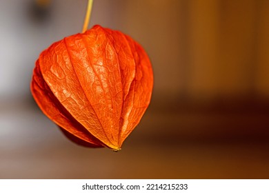 Chinese Lanterns Are Easy To Grow And Dry Out For Flower Arranging And Serve Well As Free Halloween Decorations, In A Cost Of Living Crisis.