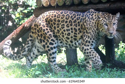 North Chinese Leopard Images Stock Photos Vectors Shutterstock