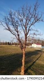 Chinese Lilac Tree In Early Spring 