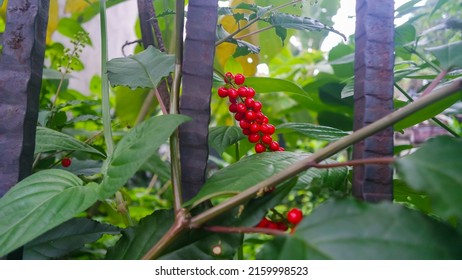 Chinese Magnolia Vine, Schisandra Chinensis. Branch Berries Lemongrass. Growth In The Wild Bush. The Concept Of Toning Plants.