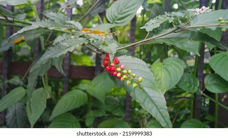 Chinese Magnolia Vine, Schisandra Chinensis. Branch Berries Lemongrass. Growth In The Wild Brush. The Concept Of Toning Plants.