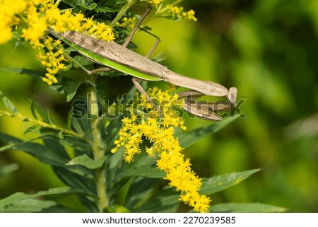 A Chinese Mantis is clinging to a yellow Goldenrod flower. It is an invasive species in North America. Taylor Creek Park, Toronto, Ontario, Canada.