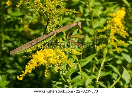 A Chinese Mantis is clinging to a yellow Goldenrod flower. It is an invasive species in North America. Taylor Creek Park, Toronto, Ontario, Canada.