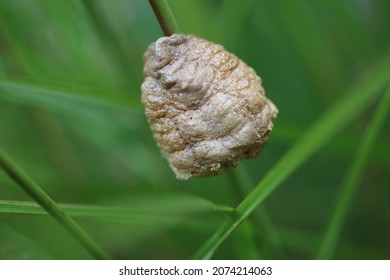 A Chinese Mantis Egg Sack In Autumn