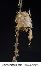 Chinese Mantis Eggs Hatching, New Jersey