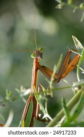 Chinese Mantis, Tenodera Aridifolia Sinensis, Checking Me Out