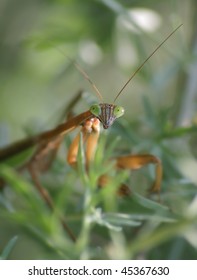 Chinese Mantis, Tenodera Aridifolia Sinensis, Checking Me Out Big Time