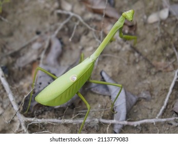 Chinese Mantis (Tenodera Sinensis)  Mantidae Family. Amazon Rainforest, Brazil.