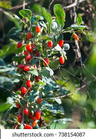 Chinese Matrimony Vine