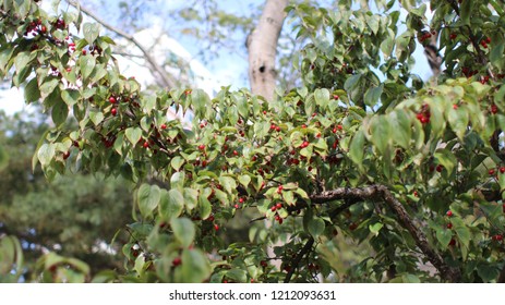 A Chinese Matrimony Vine Fruit Pretty.