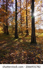 Chinese Metasequoie - (Metasequoia Glyptostroboides)(Gold Rush) 