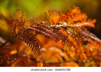 Chinese Metasequoie - (Metasequoia Glyptostroboides)(Gold Rush) 