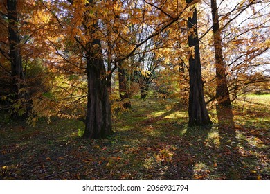 Chinese Metasequoie - (Metasequoia Glyptostroboides)(Gold Rush) 