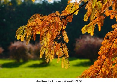 Chinese Metasequoie - (Metasequoia Glyptostroboides)(Gold Rush) 