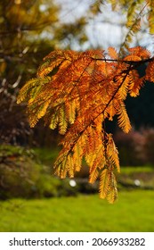 Chinese Metasequoie - (Metasequoia Glyptostroboides)(Gold Rush) 