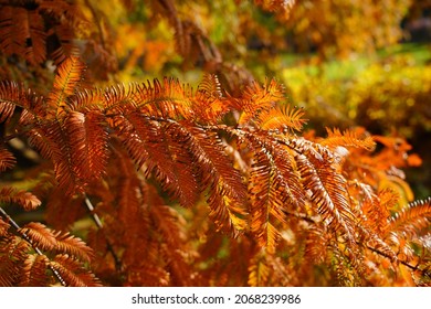 Chinese Metasequoie - (Metasequoia Glyptostroboides)(Gold Rush) 