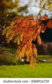 Chinese Metasequoie - (Metasequoia Glyptostroboides)(Gold Rush) 