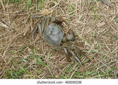 Chinese Mitten Crab