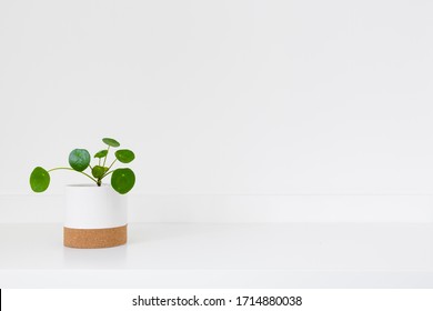 Chinese Money Plant On A Shelf.
