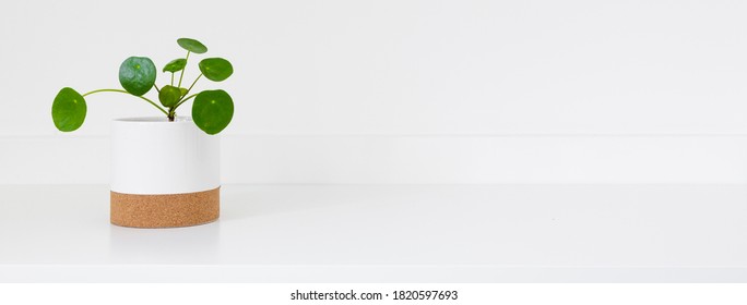 Chinese Money Plant On A Shelf.
