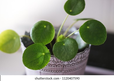 Chinese Money Plant In Pot.