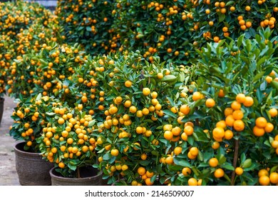 chinese new year citrus tree