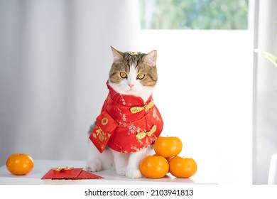 chinese new year concept with cat wearing red chinese traditional cloth sit with red envelope orange and gold on table - Shutterstock ID 2103941813
