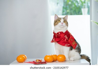 chinese new year concept with cat wearing red chinese traditional cloth sit with red envelope orange and gold on table(large text non english mean money)