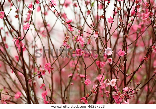 Chinese New Year Decoration Flowerpeach Blossom Stock Photo (Edit Now