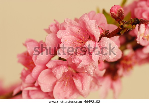 Chinese New Year Flower Stock Photo (Edit Now) 46492102