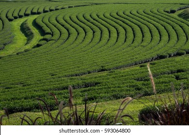 Chinese Oolong Tea Farm in Northern of Thailand, Singha Park Thailand - Shutterstock ID 593064800