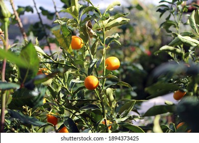 Chinese Orange Tree (small Oranges)