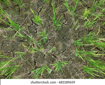 Chinese Paddy Field