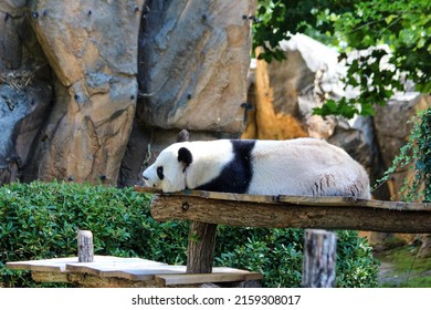 Chinese panda
shot in canon