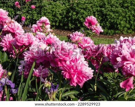 Chinese Peony, Garden Peony 'Wrinkles  Crinkles' (Paeonia lactiflora) flowering with full, rich pink flowers in bright sunlight in the garden
