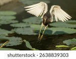 Chinese Pond Heron Diving with Outstretched Wings Above Lily Pad Covered Water