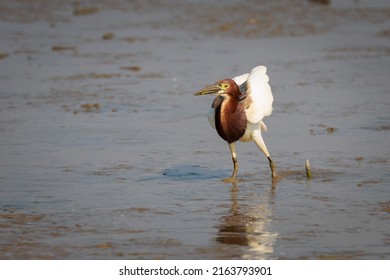 Chinese Pond Heron In Mai Po HK