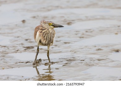 Chinese Pond Heron In Mai Po HK