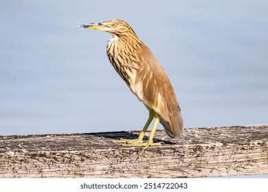 Chinese Pond Heron in Winter Plumage Perched on a Wooden Dock - Powered by Shutterstock